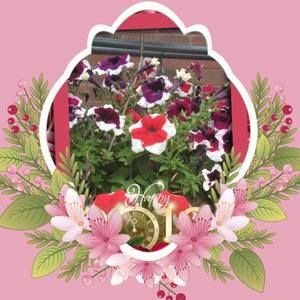 Meet your Posher, Han